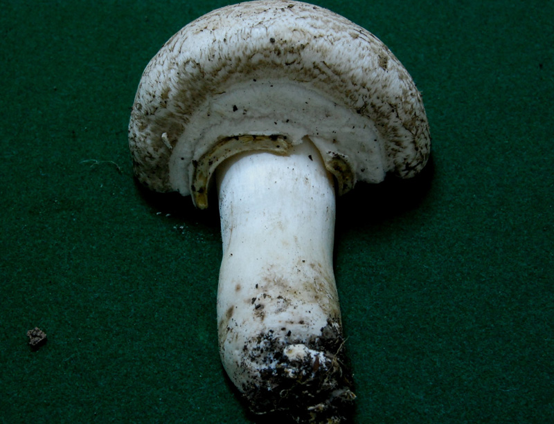 Agaricus